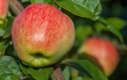 靜寧果農王恩科：蘋果取袋後轉色期管理操作流程