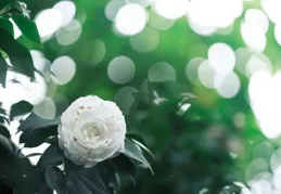新華全媒＋|芳草寄思念——清明假期見聞