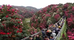 貴州百裏杜鵑：杜鵑花開美如畫 吸引遊客入畫來