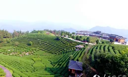 航拍廣西賀州茶園春茶豐收