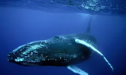 一不小心被座頭鯨吞進肚子裏會是怎樣一番體驗？