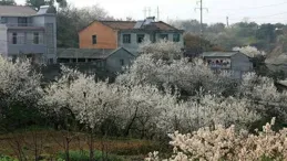 合肥市直屬機關幼稚園總園：人間四月芳菲正 又是一年清明時