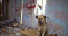 國內養狗指南：最適合你的15種萌犬推薦，選對夥伴不踩雷！