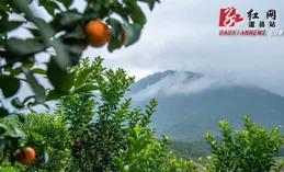 銀杏樹鎮馬山村：瓜苗移栽忙 奏響「甜蜜曲」