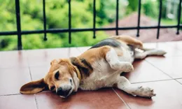 黑科技寵物品牌PETKIT小佩成為跨境黑馬