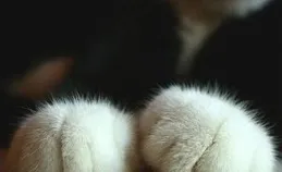 寵物飼養冷知識：貓咪為什麽喜歡紙箱？專家解讀