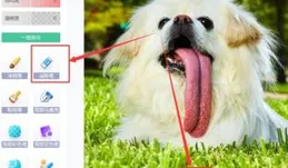 為什麽狗狗能精準辨識自己的名字？教你幾招讓它一叫就來！