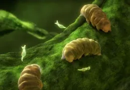 看科學家如何在水熊蟲上雕「花」