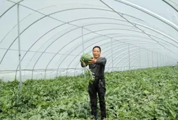 鄠邑區「同興西瓜」年產值超6000萬元