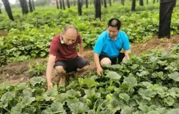 做好汛期農業防災減災 奮力奪取糧食豐收