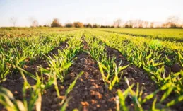 警惕！已有多人緊急送醫…野菜≠綠色食品