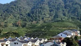 從「窮山溝」到「茶香谷」——沿河自治縣誌強村的「綠色逆襲」