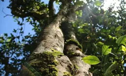 驚！一片茶葉背後竟藏著這些不為人知的秘密