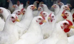 今年以來白羽肉雞價格波動明顯 行業普遍看好「出海」機遇