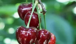 這些水果不僅價格親民還好吃，看看你吃過幾種