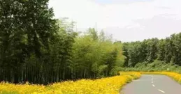 安徽黃山：金雞菊花開扮靚美麗鄉村