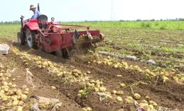 廣西發展特色產業助農增收