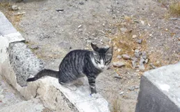 揭秘貓的速度極限：家貓與野貓的奔跑速度對比