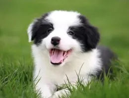 邊牧為啥不當警犬？真實原因大揭秘！