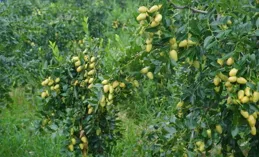 10天7萬斤！助力吳川新農人開啟人參果新銷路