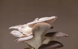 2025小貓咪加速器購買最新攻略