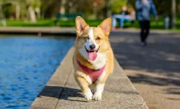流浪犬傷人誰來買單？民法典明確：這類人可能要擔責！