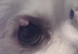 狗狗頭上的肉瘤越來越大了怎麽治療效果好？