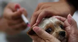 犬八聯與犬四聯疫苗全解析：哪種更適合你的愛犬？