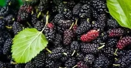 有你「葚」好！農谷U選助推百畝桑葚火出黃河灘