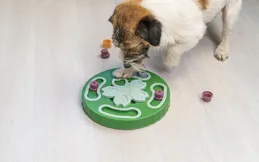 磨牙、解悶、消耗體力：如何為不同體型的狗狗挑選完美玩具？