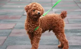 泰迪體重標準：不同體型斤數對照與養護指南