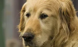 金毛尋回犬全解析：起源、性格與飼養指南