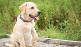 拉布拉多好養嗎？優缺點全解析，新手必看！