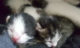 床和沙發上有貓毛，有沒有什麽辦法清理？