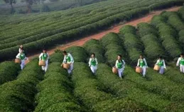 上春山采春茶逛茶園 湖北茶「沏」出鄉村振興美好圖景