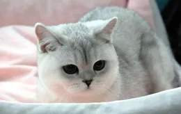 藍貓和銀漸層哪種貓好？藍貓與銀漸層對比分析
