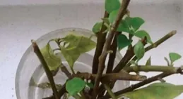 5種花，現在「扡插」正當時，生根快，長得快