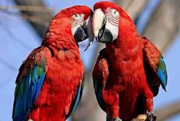 哪部動漫中的如麗形象讓你印象深刻？