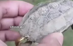 安徽男子發現奇怪烏龜，殼上刻一串數位，網友：它可能是「70後」