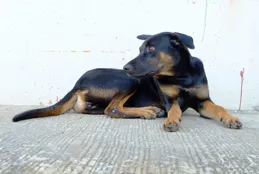 賽古奧獵犬優缺點全解析：顛覆認知的"完美伴侶犬"