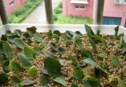 5、6月扡插「黃金期」：這6種花沾水就生根，成活率高得離譜