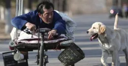 拉布拉多智商相當於人類幾歲？3大真相顛覆認知