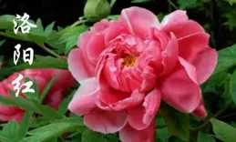 立夏與淮南「花代」——杜鵑花