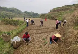 春耕開啟復合種植 助力農戶 「一季雙收」