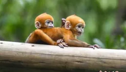 當你是動物飼養員，5只猴子只有四根香蕉分時，應該怎麽辦?