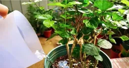 氣溫超過30℃，5種花要當「水牛」養，喝飽撒歡長，缺水愛黃葉