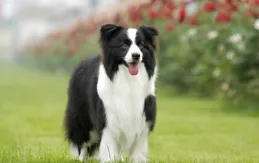 邊牧挑選三要素：毛色不是重點，健康與性格才是硬道理