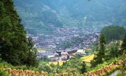 廣西百色：民族村寨裏的 「致富雞」