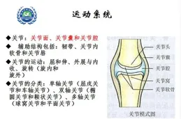 【漫畫解剖】寫給健身者的運動解剖學