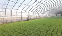 大棚經濟興桑田 南豐農旅繪振興